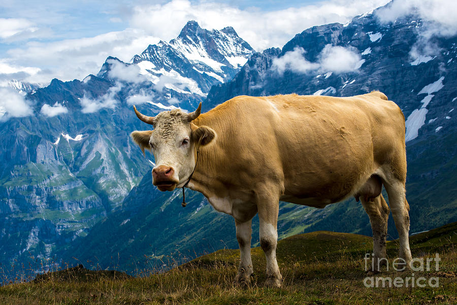 Swiss Cow - Swiss Alps - Switzerland Photograph by Gary Whitton