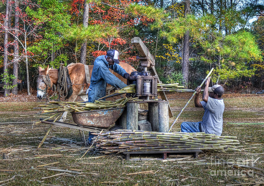 Farm Animals Photograph - Grinding The Sugar Cane At Freewoods Farm by Kathy Baccari