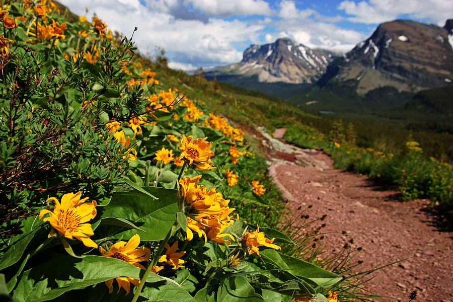 Grinnell Glacier Trail Scenery No.2 Photograph by Daniel Woodrum