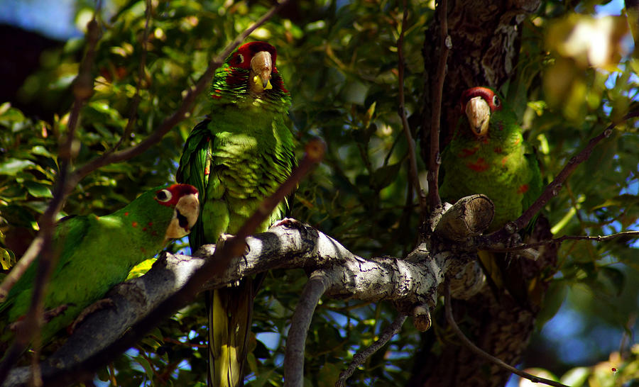 Grinning Green Parrots Photograph