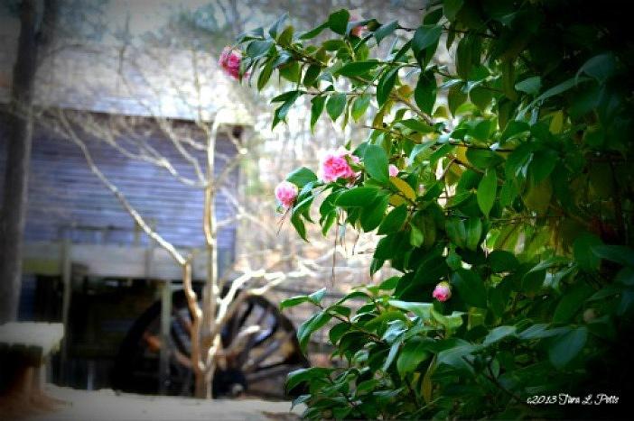 Grist Mill Roses Photograph by Tara Potts