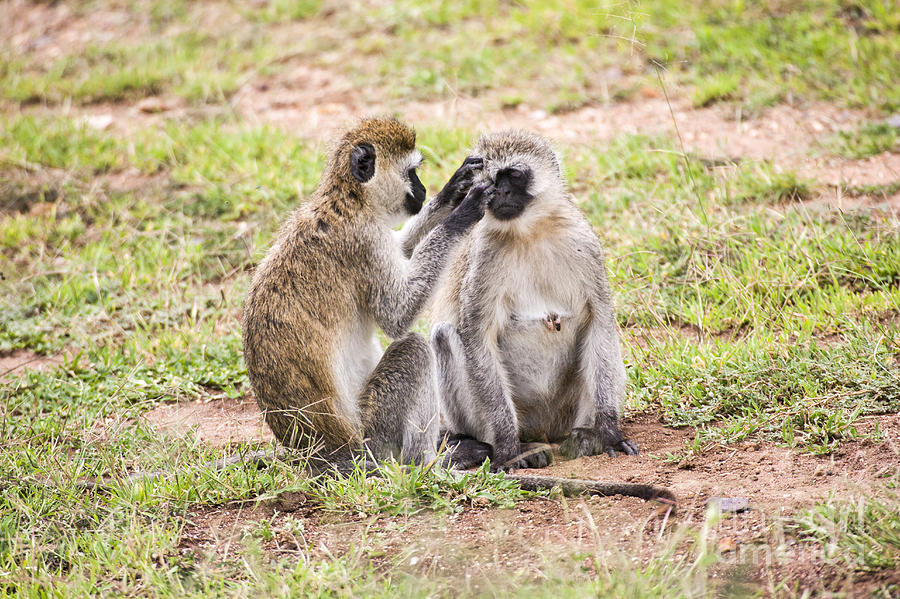 Wildlife Photograph - Grivet monkey Chlorocebus aethiops by Eyal Bartov