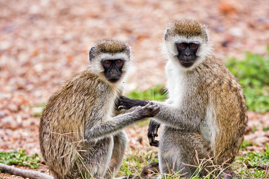 Grivet Monkey Chlorocebus Aethiops Photograph by Photostock-israel ...