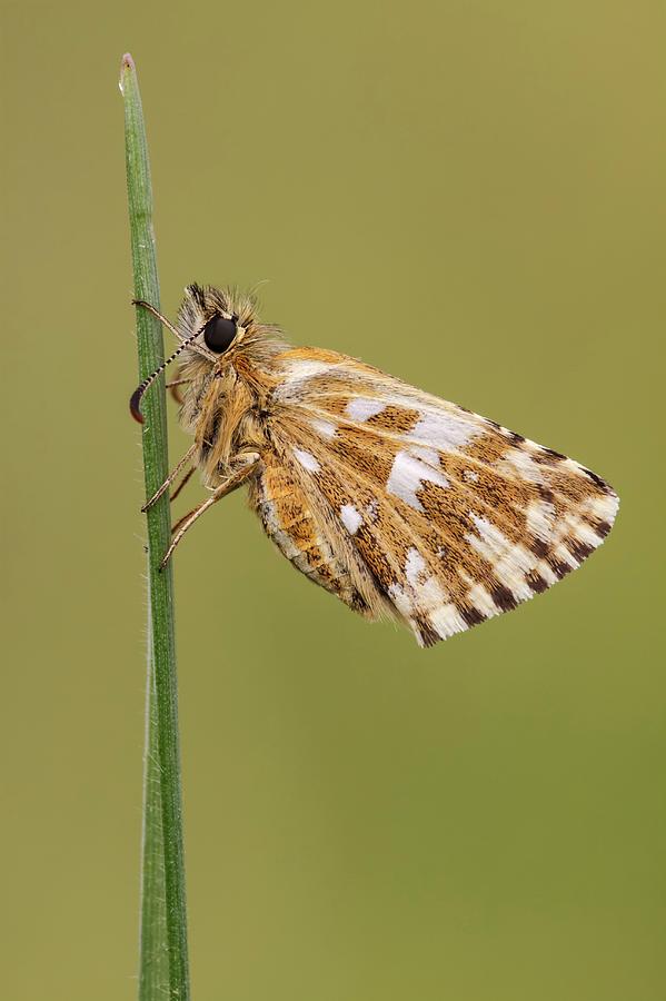 Grizzled Skipper Butterfly Photograph by Science Photo Library Grizzled Skipper Butterfly Photograph by Science Photo Library