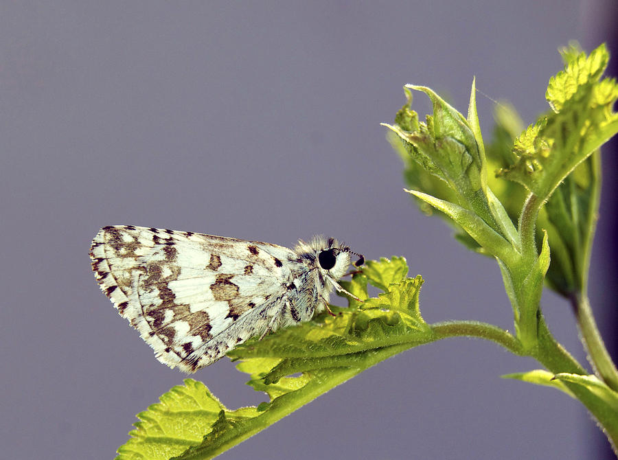 Grizzled Skipper Photograph by Michael Peychich