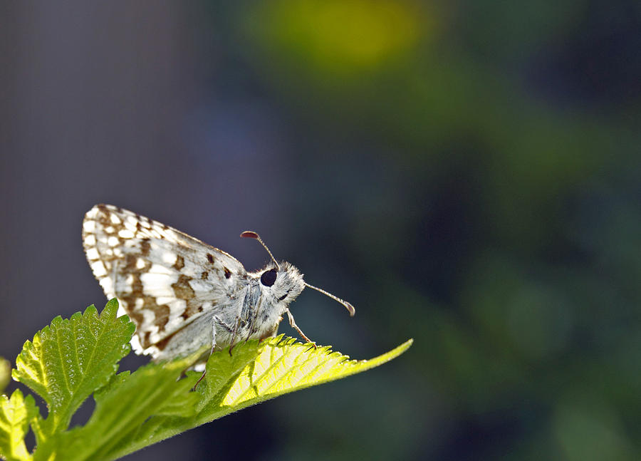 Grizzled Skipper two Photograph by Michael Peychich