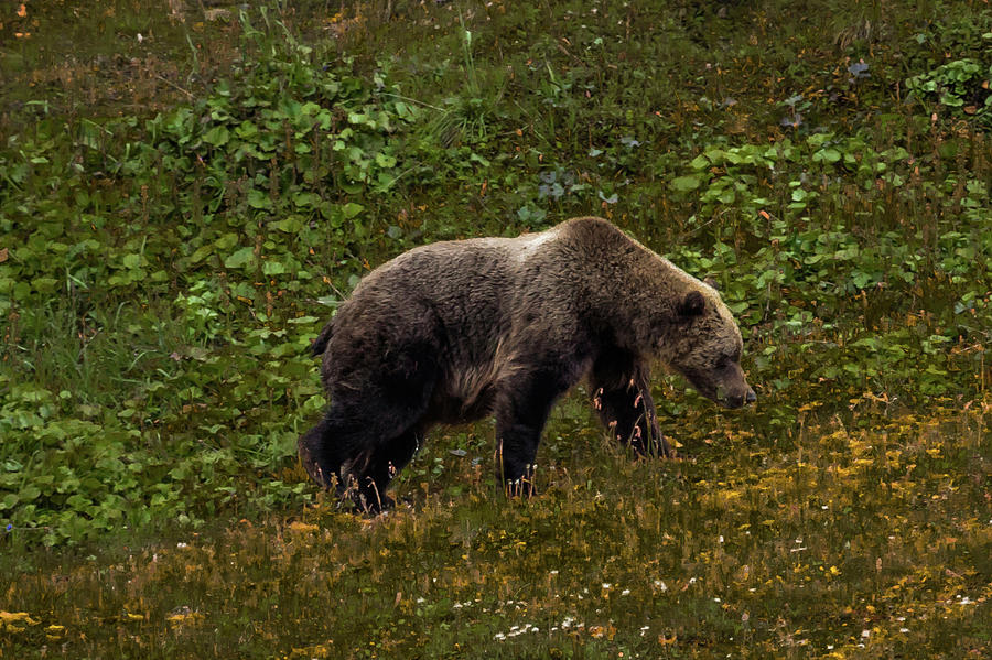 Grizzley Bear Grazing On Berries Photograph by Panoramic Images - Fine ...