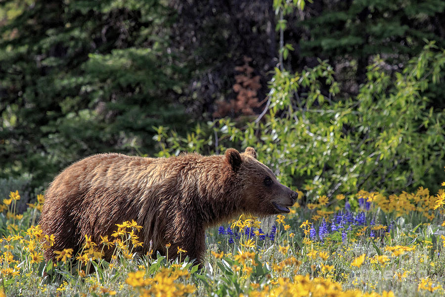 Grizzlie in Wildflowers Photograph by Rodney Cammauf