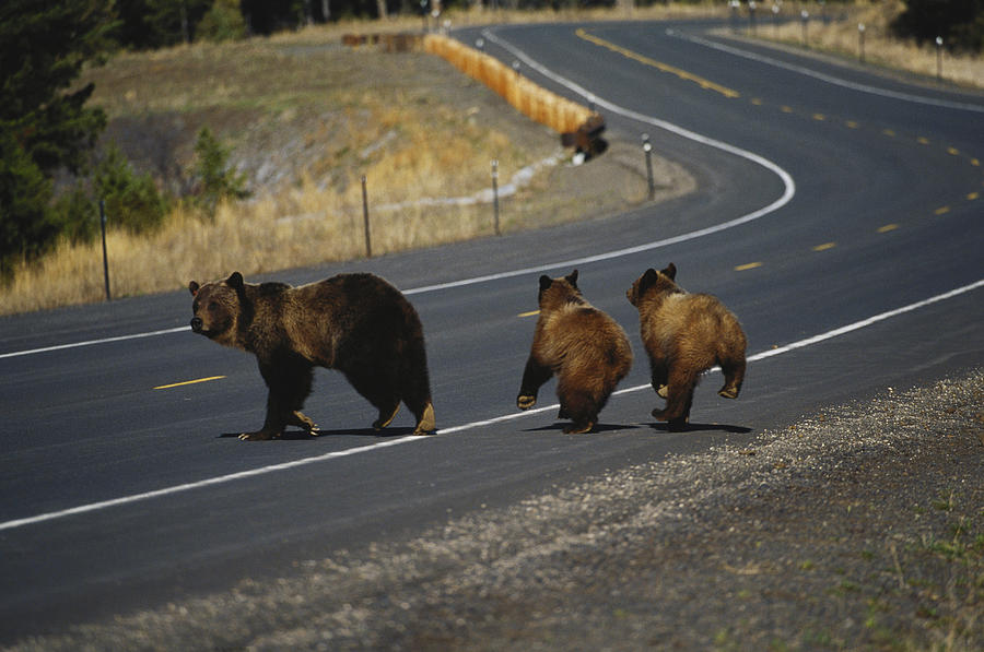 Grizzlies Cross A Road Photograph by Thomas And Pat Leeson