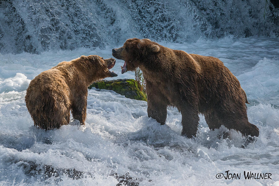 Grizzlies Fighting Photograph by Joan Wallner