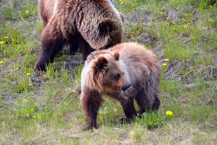 Grizzlies on Alcan Hwy Photograph by Duane King