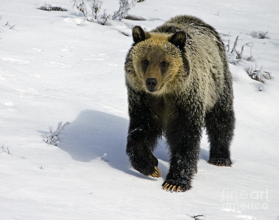 Grizzly  #1454 Photograph by J L Woody Wooden