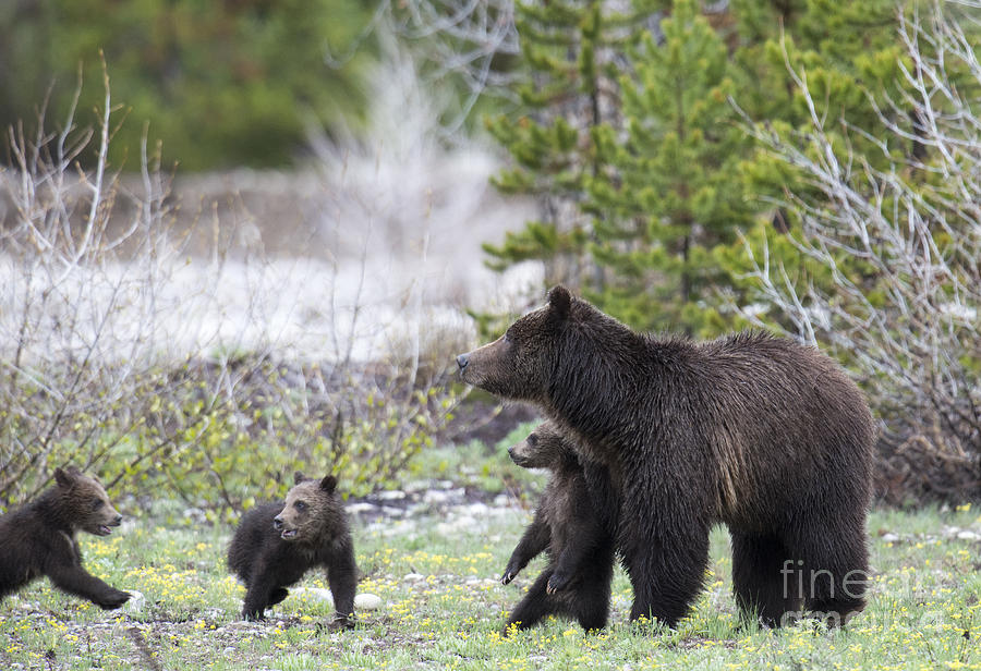 Grizzly 399 and her 3 cubs Photograph by Deby Dixon
