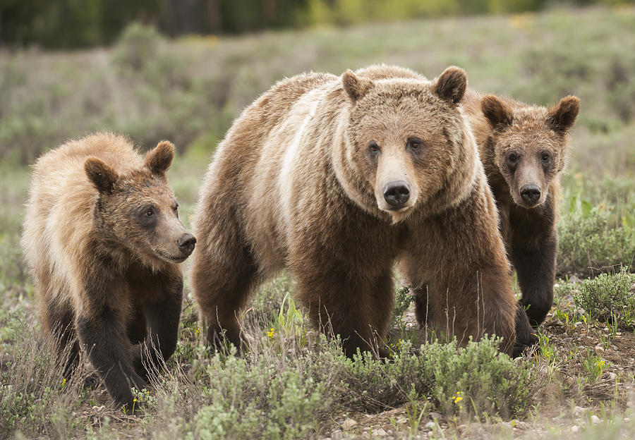 Grizzly 399 and Her Cubs Photograph by Amy Gerber