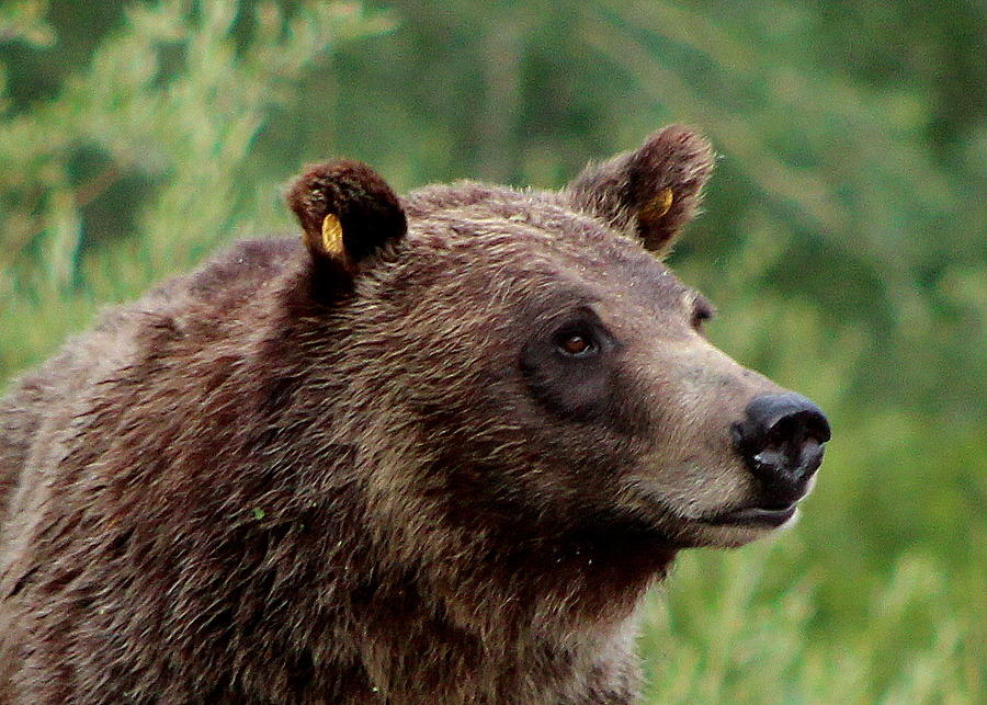 Grizzly 610 Photograph by Marin Packer Pixels