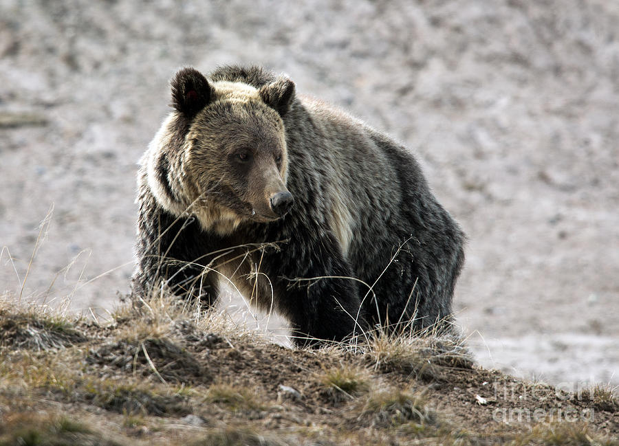 Grizzly 688 Photograph by Shannon Carson