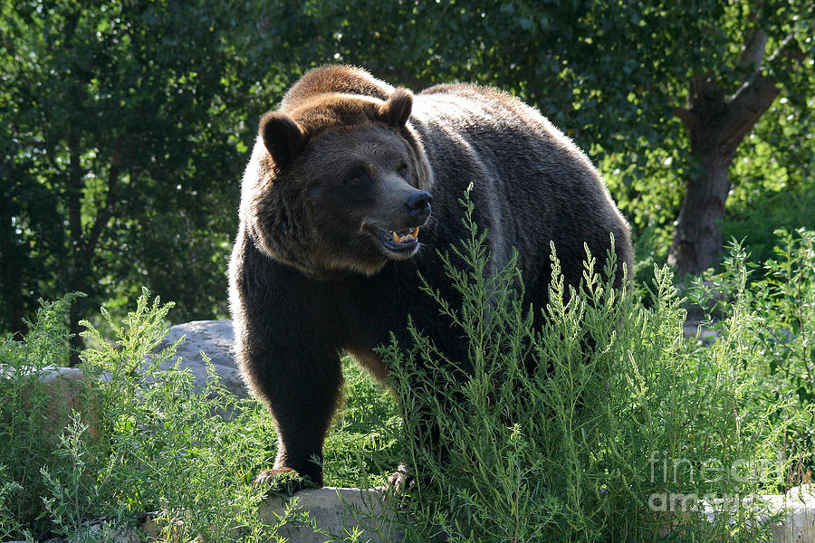 Animal Photograph - Grizzly-7759 by Gary Gingrich Galleries