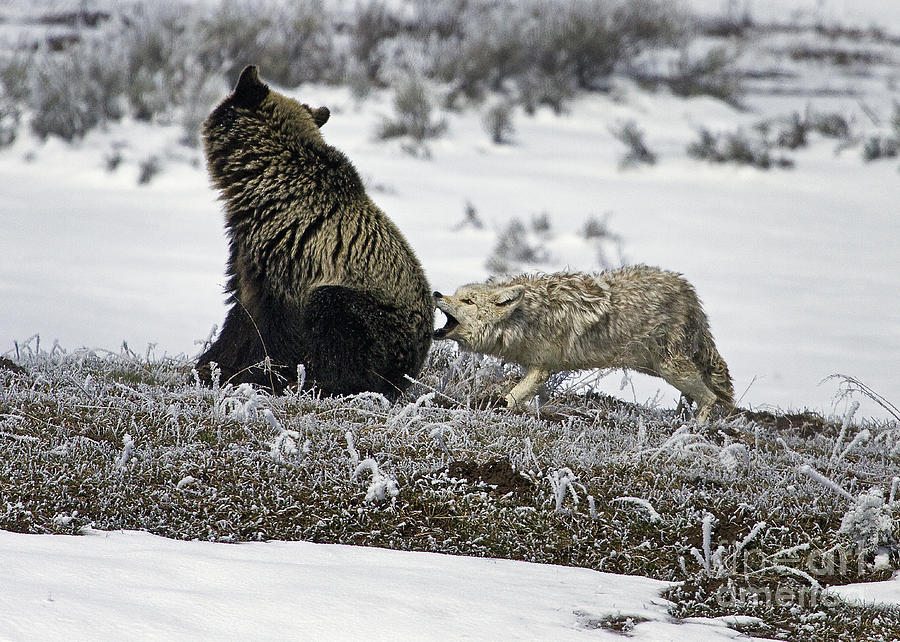 Grizzly And Coyote #2013 Photograph by J L Woody Wooden - Fine Art America