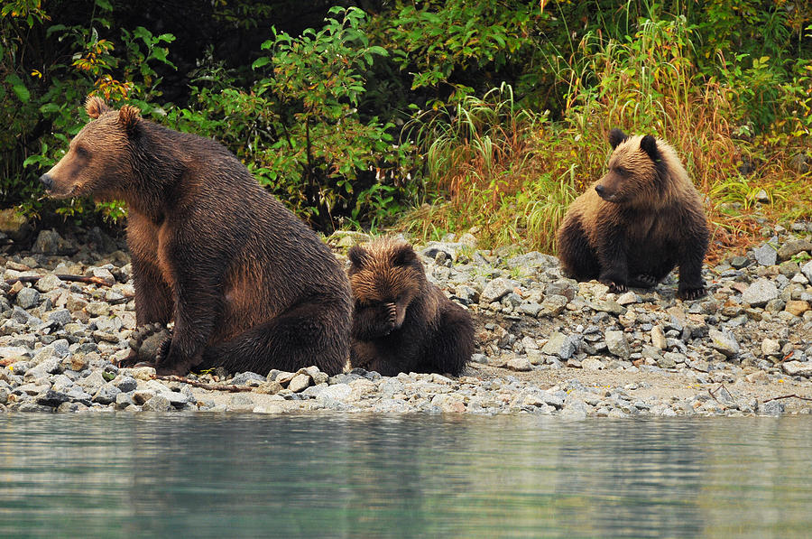 Grizzly and Cubs Alaska Photograph by David Marr