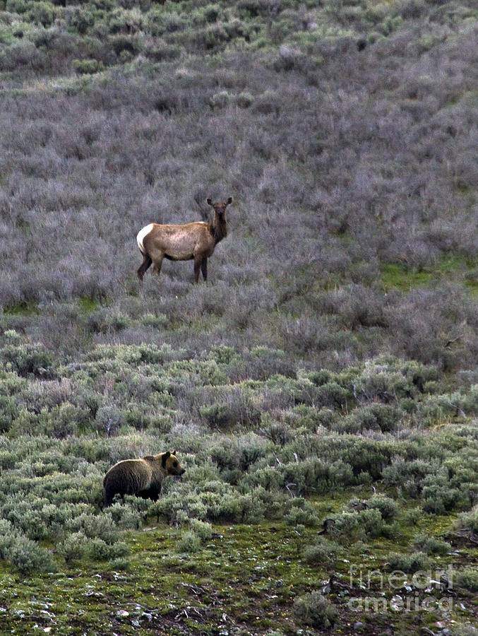 Grizzly And Elk  #7164 Photograph by J L Woody Wooden