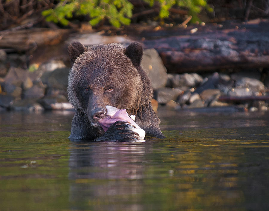 Grizzly and Salmon Photograph by Bill Cubitt