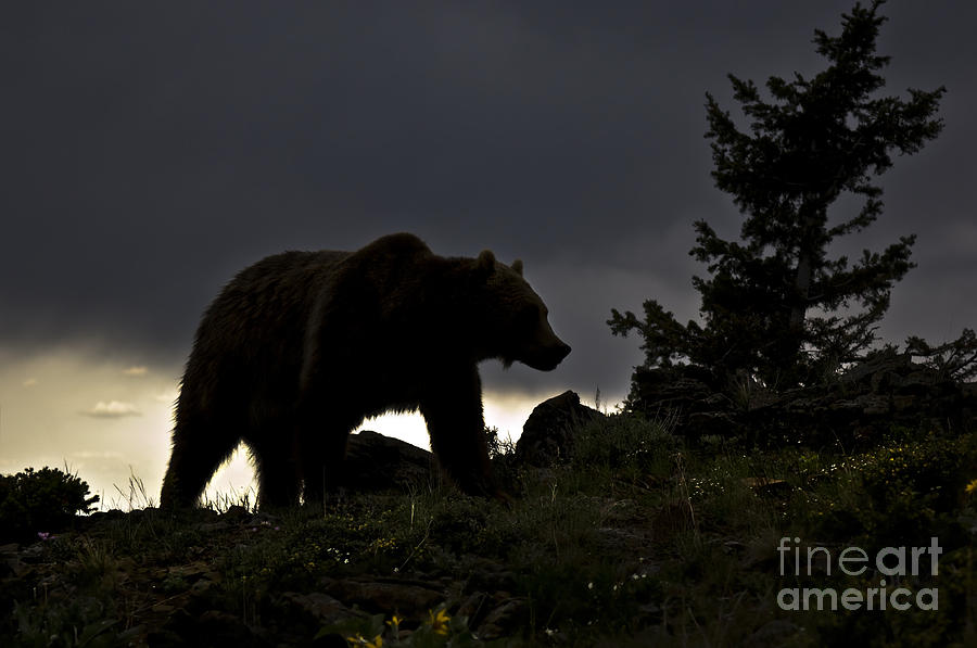 Wildlife Photograph - Grizzly-animals-image by Wildlife Fine Art