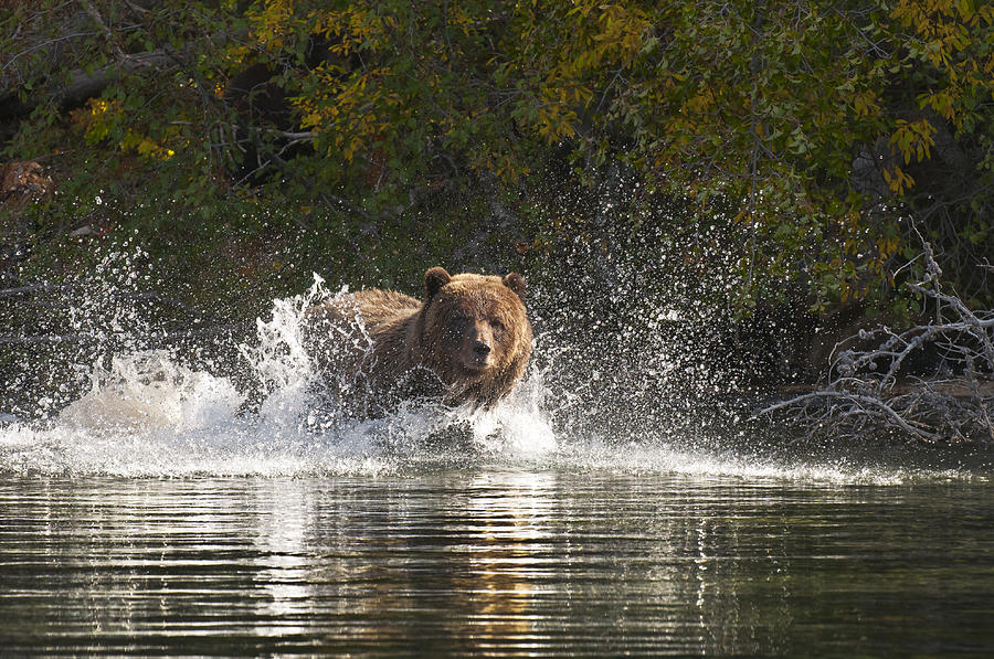 Grizzly Attack Photograph by Bill Cubitt