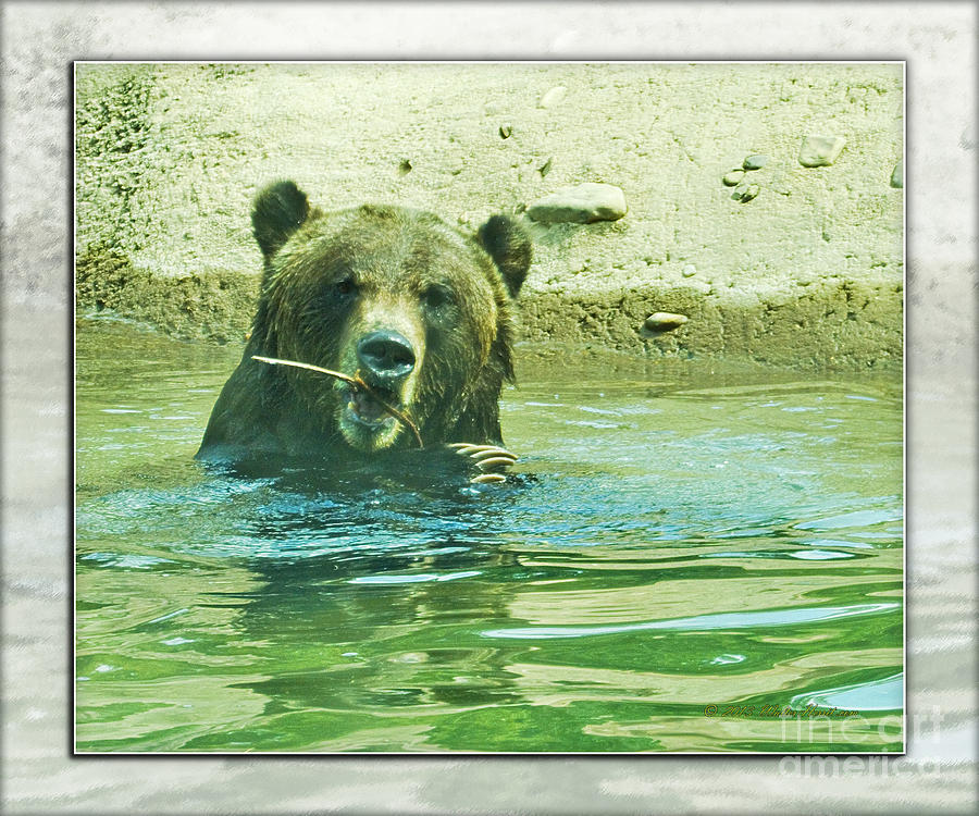 Wildlife Photograph - Grizzly Bath by Walter Herrit