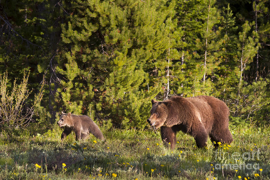 Grizzly Bear 399 and Cub Photograph by Mike Cavaroc Fine Art America