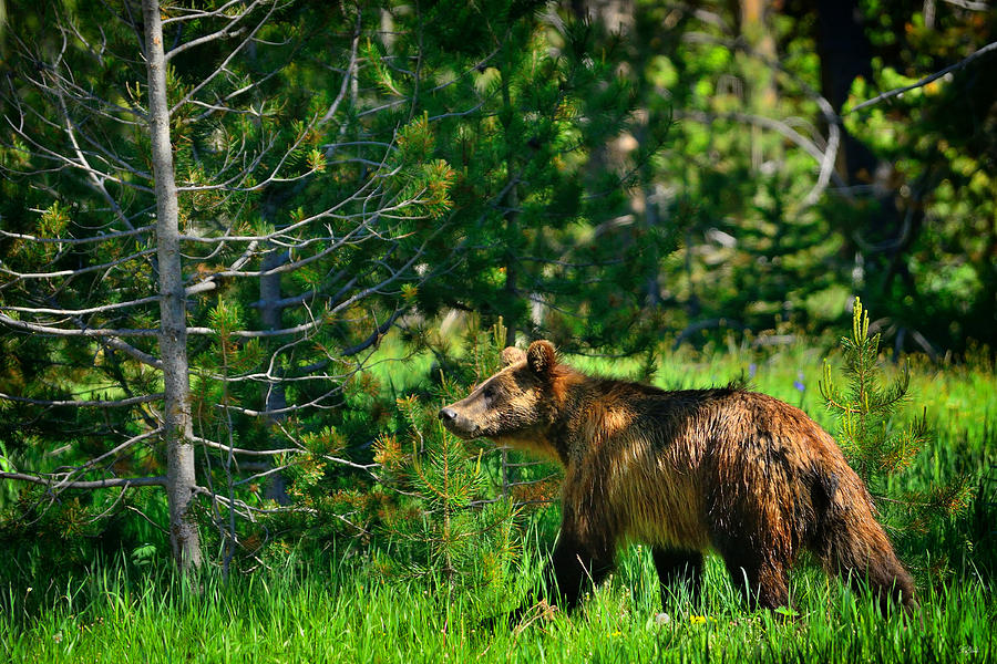 Grand Teton National Park Photograph - Grizzly Bear 760 by Greg Norrell