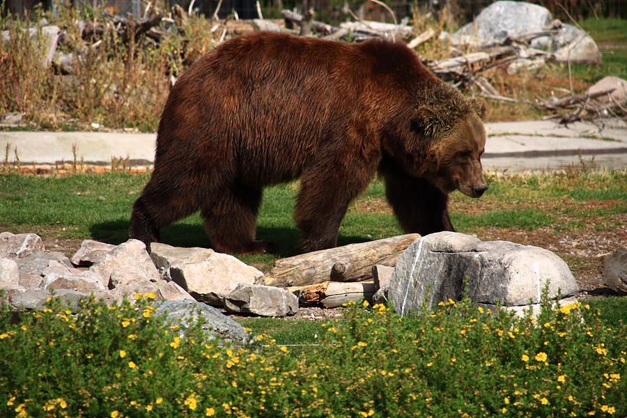 Grizzly Bear Photograph by Aidan Moran