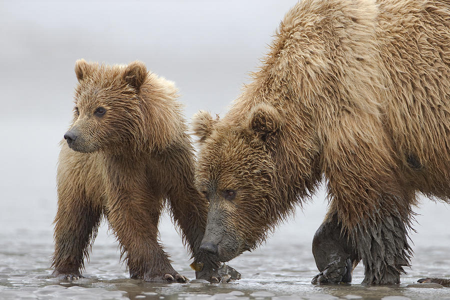 Grizzly Bear And Cub Digging For Clams Photograph by Ingo Arndt - Fine ...