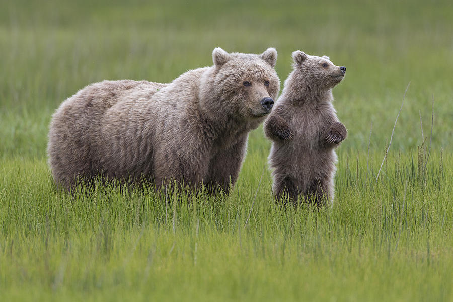 Grizzly Bear And Cub In Grass Lake Photograph by Ingo Arndt Grizzly Bear And Cub In Grass Lake Photograph by Ingo Arndt