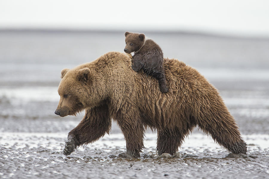 Grizzly Bear And Cub On Tidal Flats Photograph by Ingo Arndt