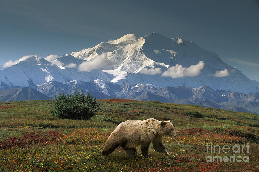 Grizzly Bear And Mt. Mckinley Photograph by Ron Sanford
