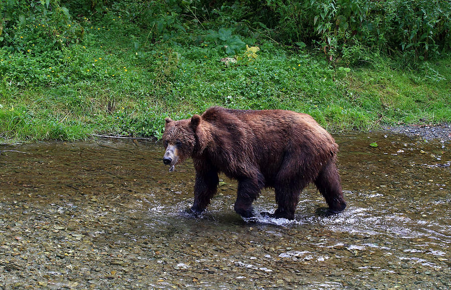 Grizzly Bear at Fish Creek Photograph by Jean Clark