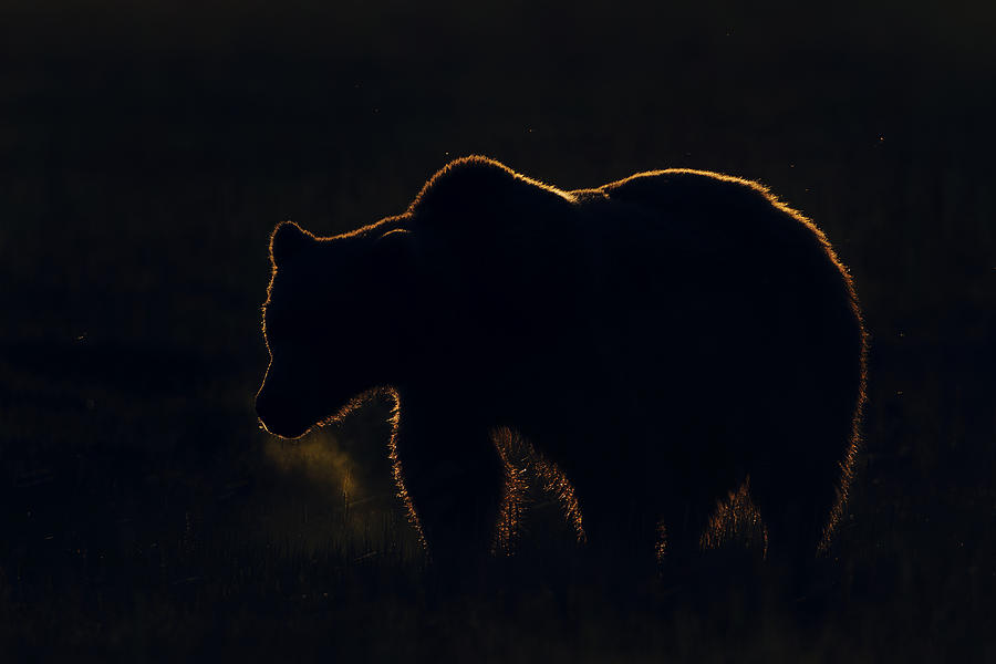 Grizzly Bear At Sunrise Lake Clark Np Photograph by Ingo Arndt
