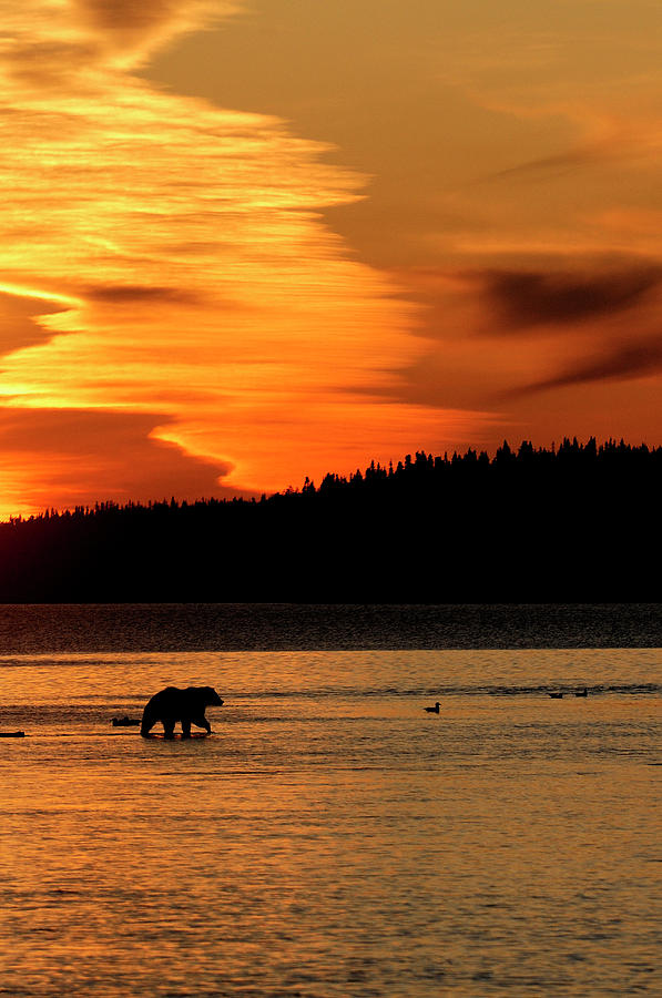 Grizzly Bear At Sunset In Alaska Photograph by Beck Photography | Fine ...