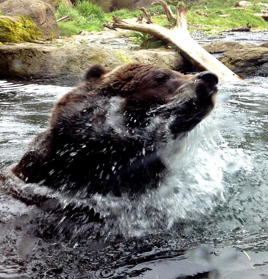 Grizzly Bear Bath Time Photograph by Gary Smith