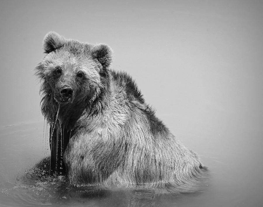 Grizzly Bear Bath Time Photograph by Karen Shackles