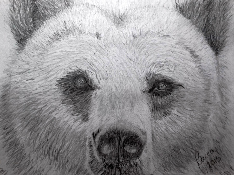 Wildlife Drawing - Grizzly Bear by Becca Miller