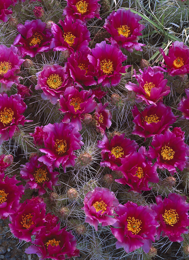 Grizzly Bear Cactus In Bloom North Photograph by Tim Fitzharris