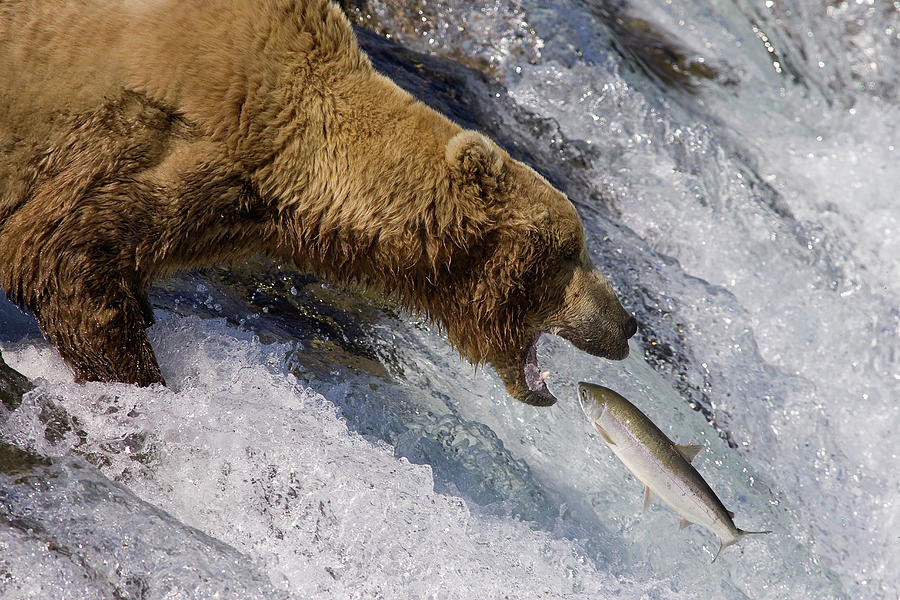 Grizzly Bear Catching Salmon Photograph by Matthias Breiter