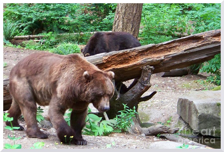 Grizzly Bear Photograph by Charles Robinson