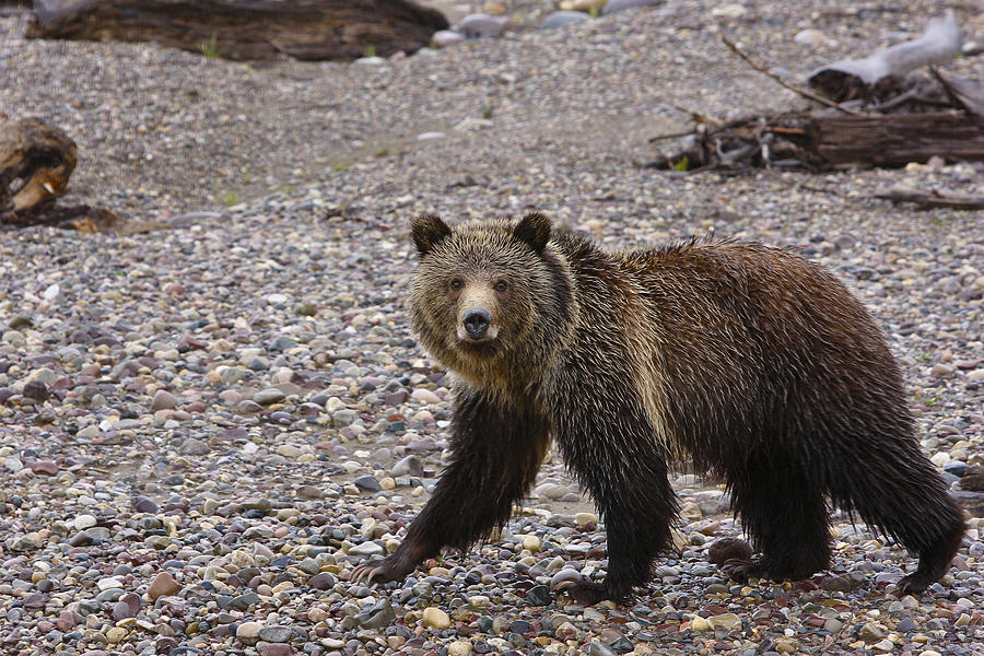 Grizzly Bear Pyrography by Charles Warren | Fine Art America