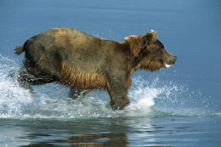Grizzly Bear Chasing Fish Photograph by Matthias Breiter