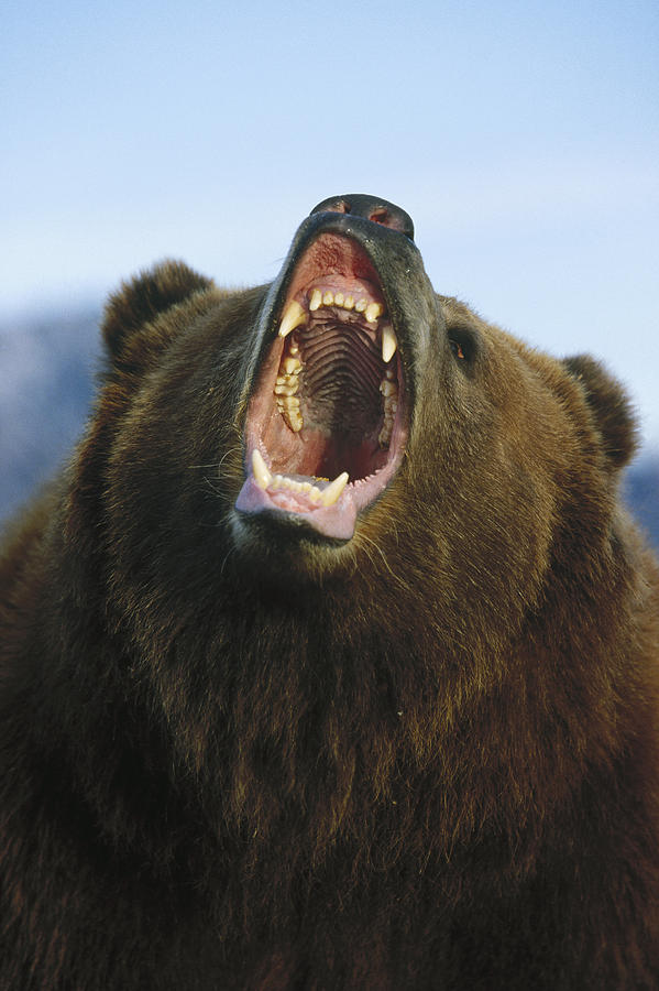Grizzly Bear Close Up Of Growling Face Photograph by Konrad Wothe