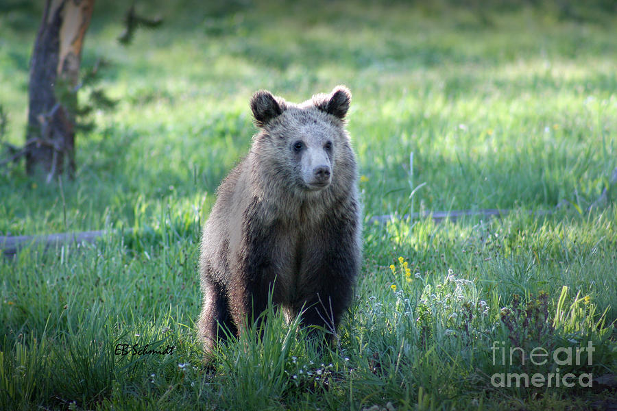 Grizzly Bear Cub Photograph by E B Schmidt