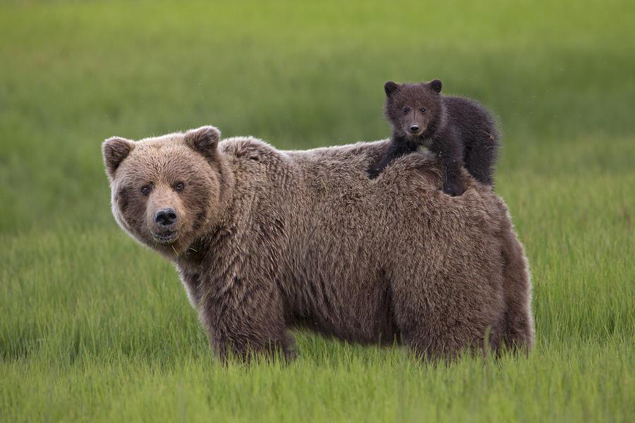 Grizzly Bear Cub Riding Lake Clark Photograph by Ingo Arndt Grizzly Bear Cub Riding Lake Clark Photograph by Ingo Arndt