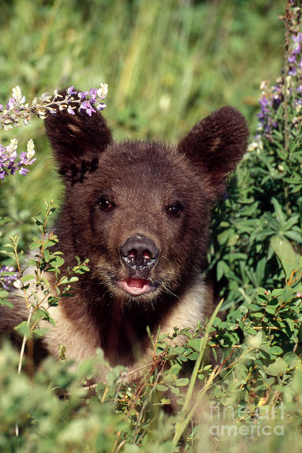 Wildlife Photograph - Grizzly Bear Cub Ursus Arctos by Jeffrey Lepore